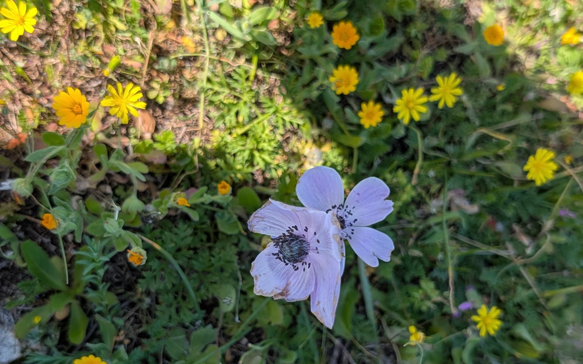 frühlingsblumen